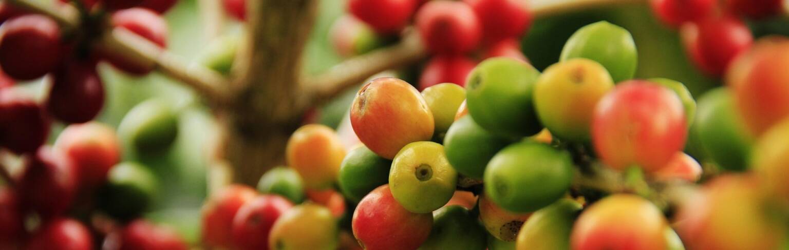 danramirez-coffee-grains-1474601_1920
