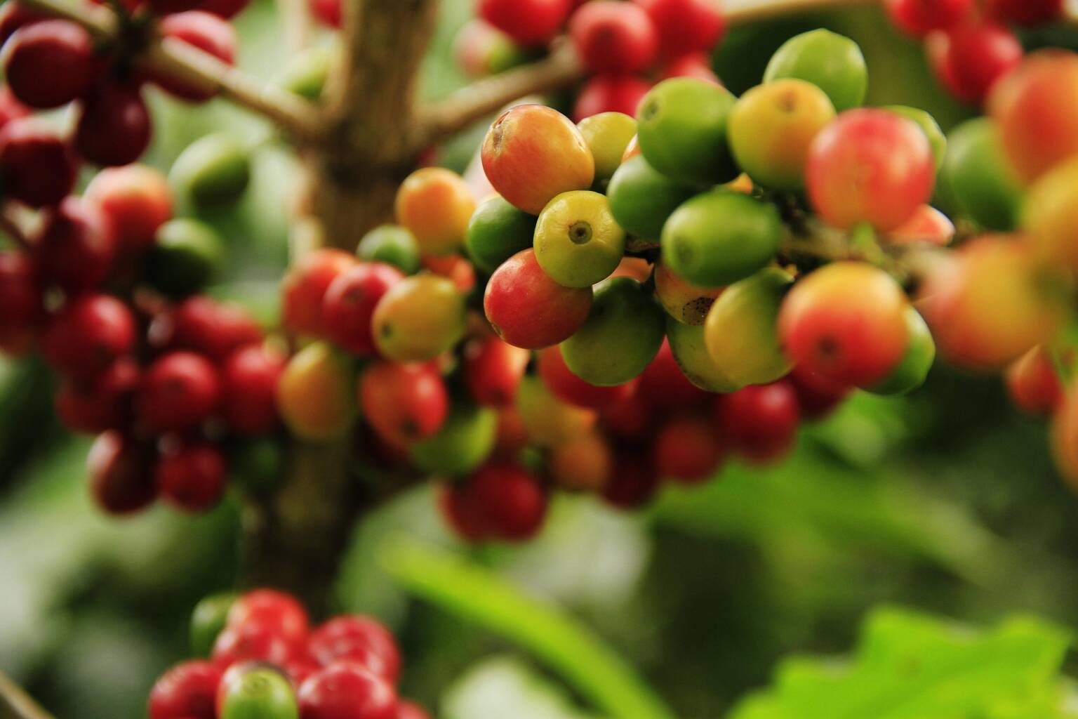 danramirez-coffee-grains-1474601_1920