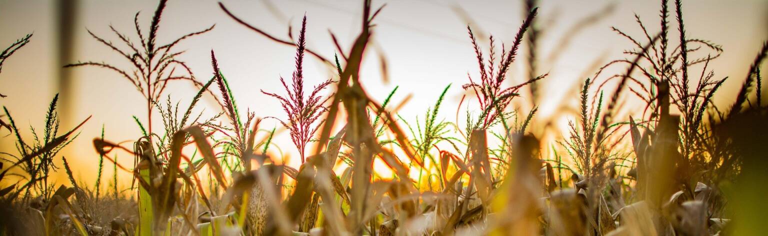 die9ov-corn-5134436_1920