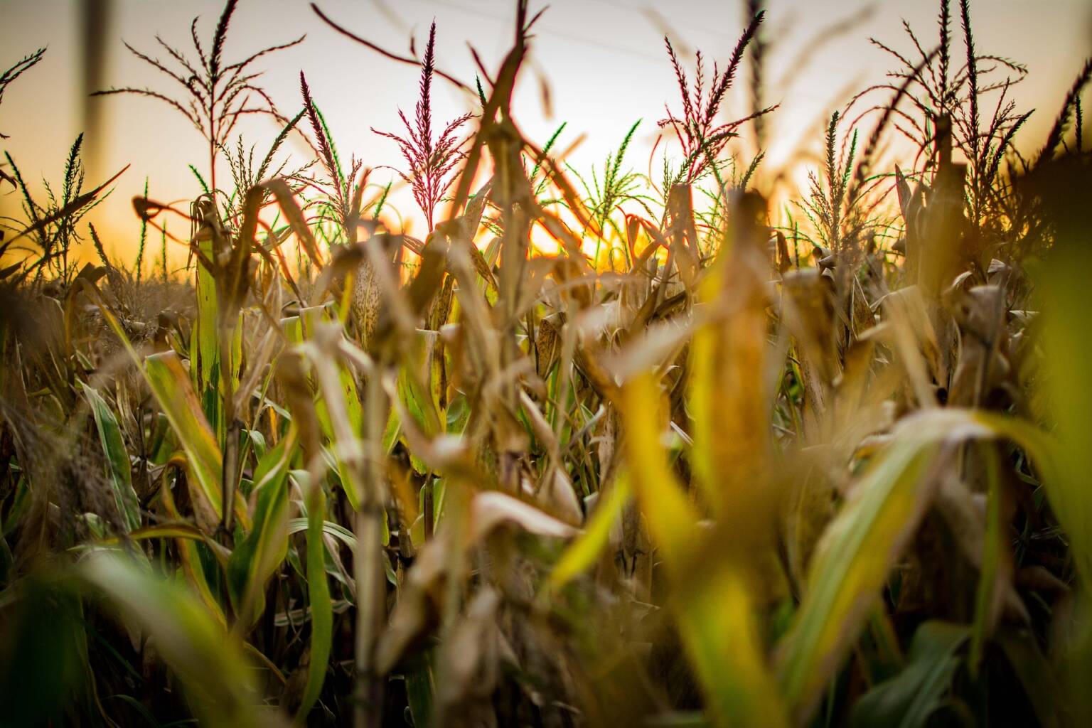 die9ov-corn-5134436_1920