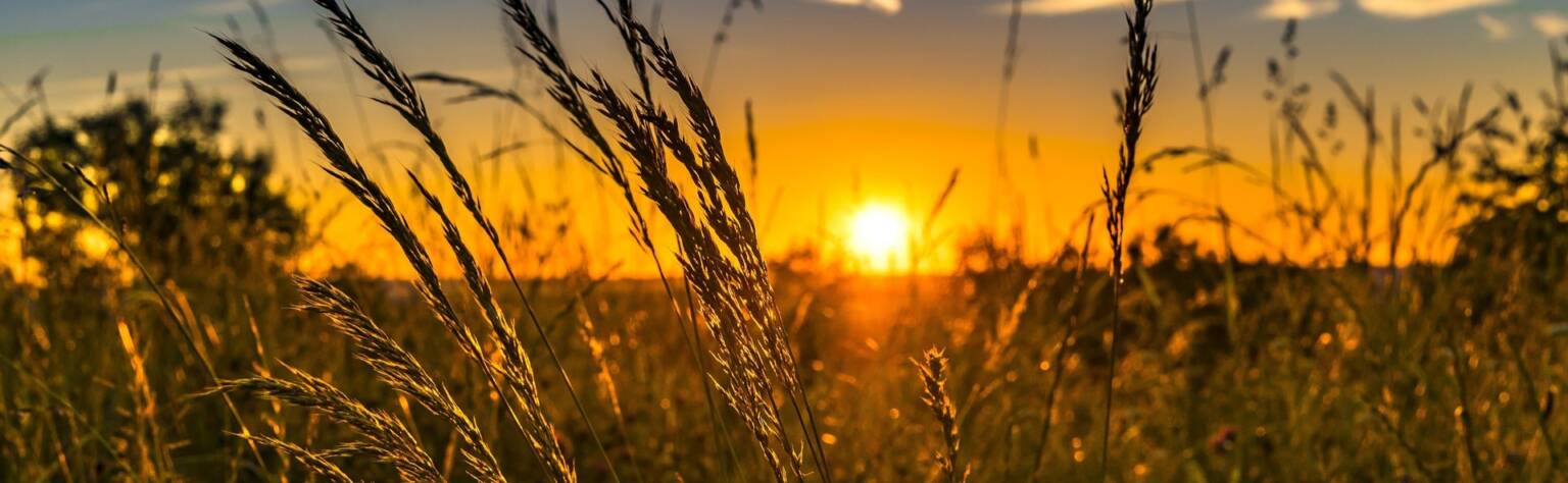 felix-mittermeier-wheat-2391348_1920