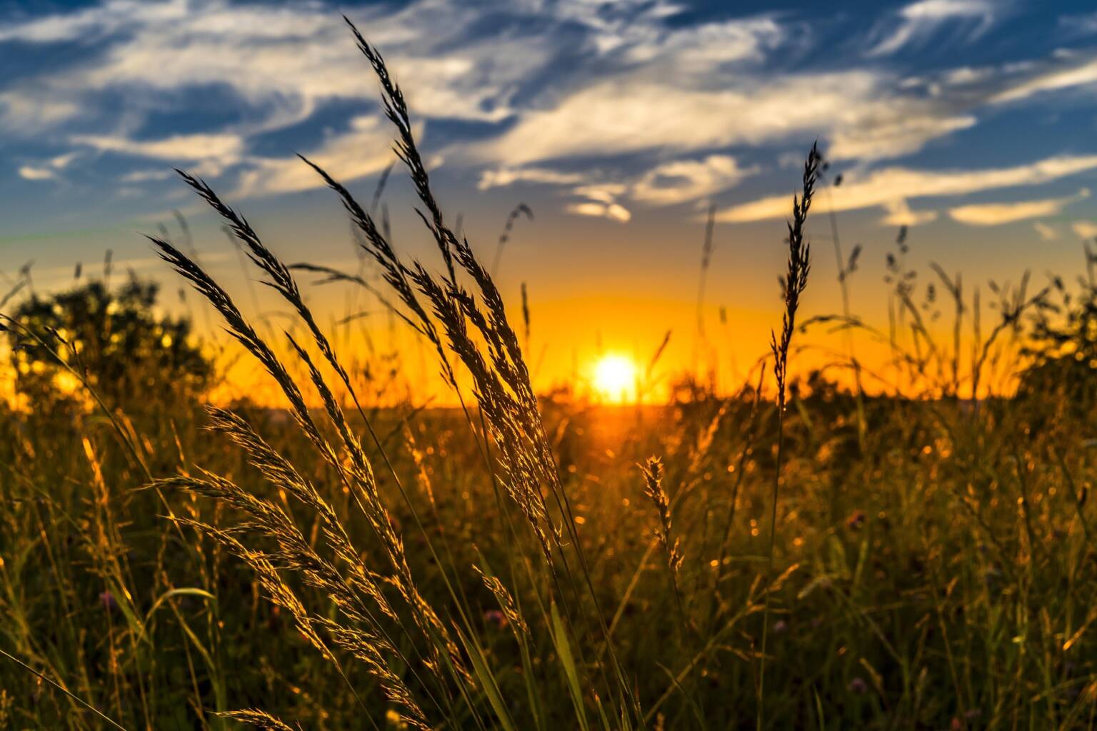 felix-mittermeier-wheat-2391348_1920