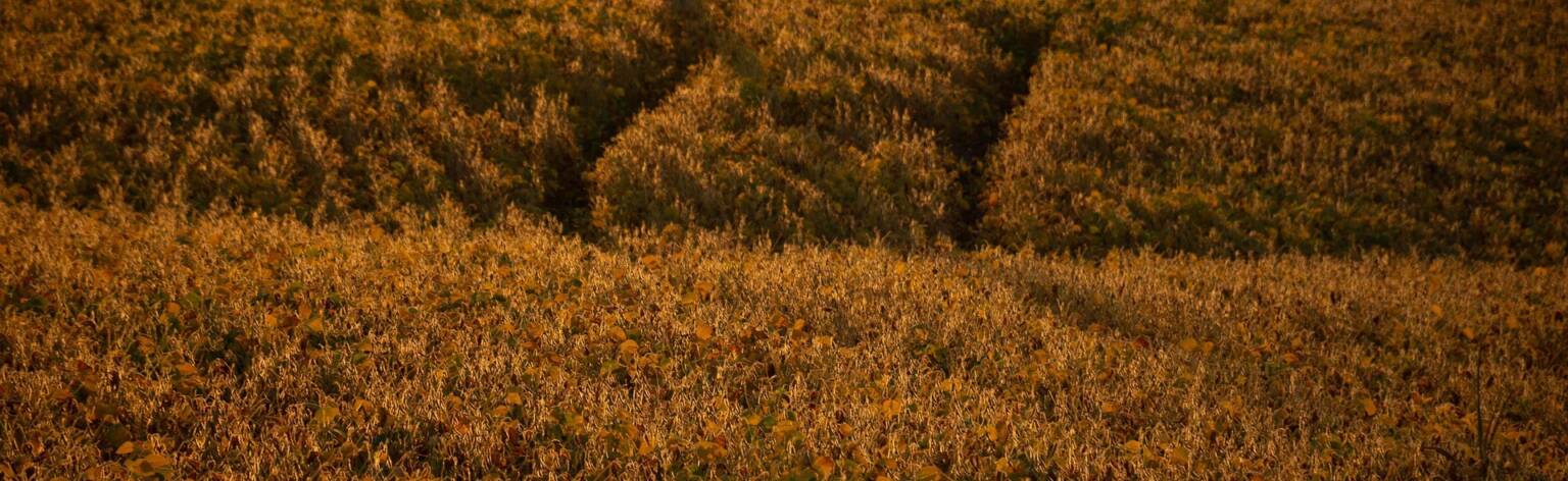 lucasgeorgewendt-field-5229457_1920