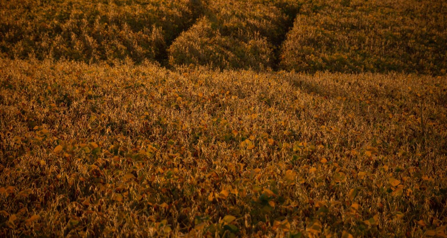 lucasgeorgewendt-field-5229457_1920
